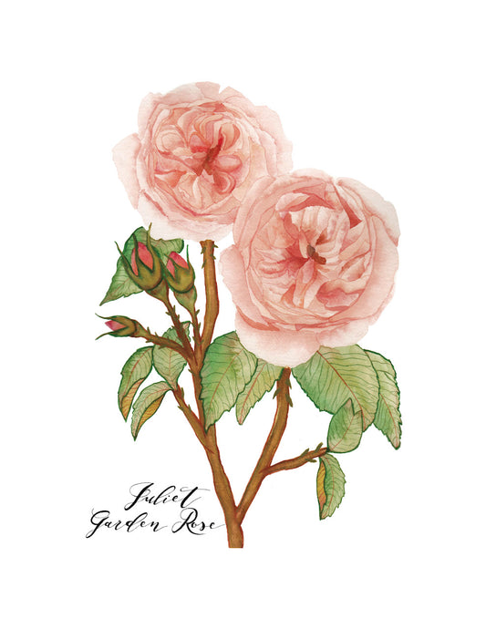 Juliet Garden Rose Card