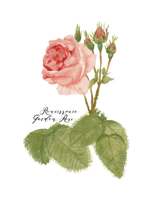 Renaissance Garden Rose Card