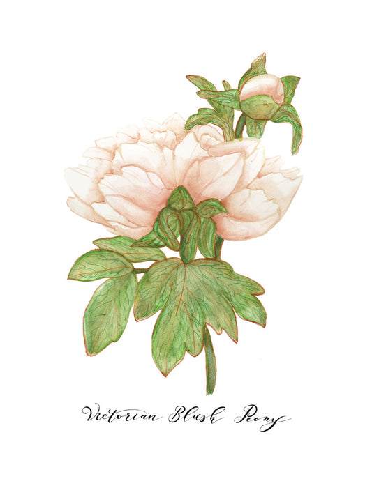 Victorian Blush Peony Card